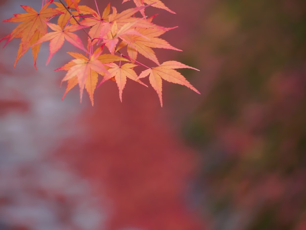 enfoque suave de hojas de arce rojas en desenfoque hojas rojas en el fondo de otoño