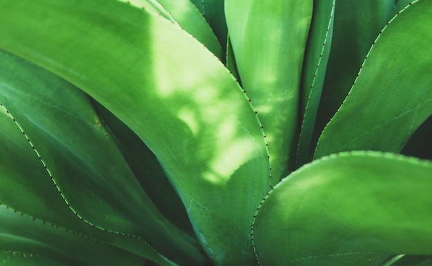 Enfoque suave en hojas de plantas verdes