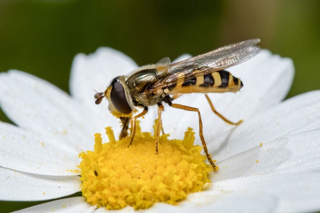 Enfoque suave de un hoverfly recolectando néctar y polen de una flor de margarita en un jardín.