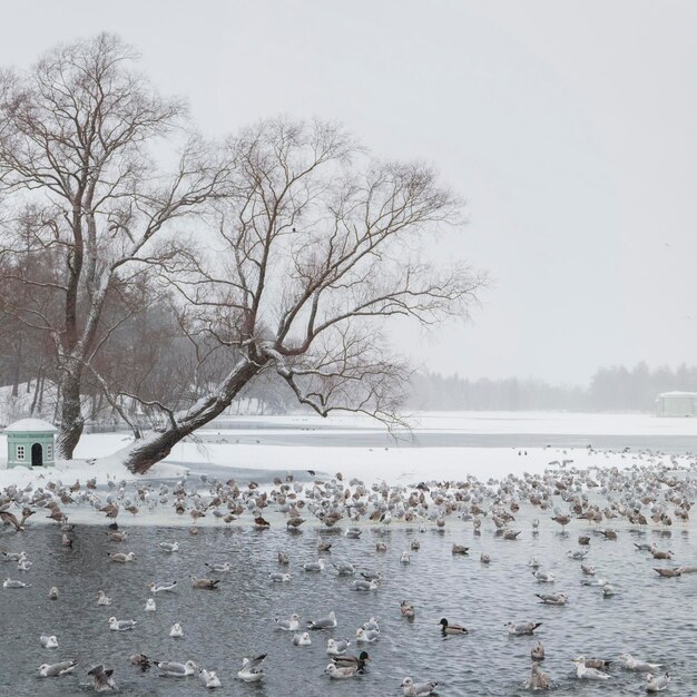 Enfoque suave. Lago de invierno con patrones en la capa de nieve del agua y muchas gaviotas voladoras en el parque de la ciudad en un día de nieve. Vista cuadrada. Reserva del Museo Estatal Gatchina. Rusia.