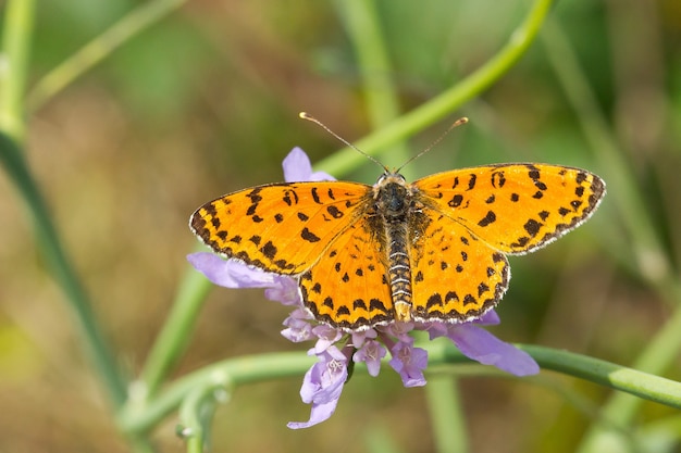 Enfoque suave de una mariposa amarilla con manchas negras en una flor contra un fondo borroso