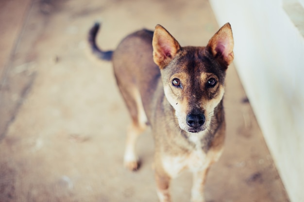 Enfoque suave un perro callejero, solo la vida esperando la comida. Perro callejero abandonado sin hogar está tirado en la calle. Pequeño perro abandonado triste en el sendero.