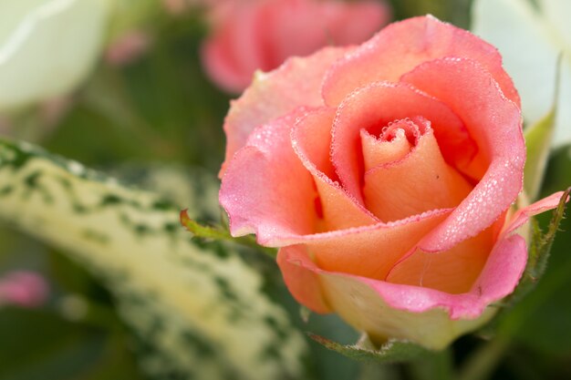 Enfoque suave de rosa dulce para el fondo de San Valentín