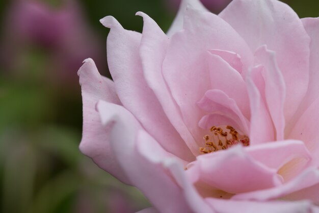 Enfoque suave de rosa rosa