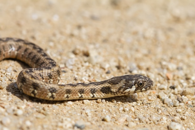 Enfoque suave de una serpiente de agua viperina sobre un suelo seco de guijarros