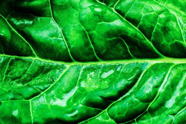 Enfoque suave Wet Green leaf close up Fondo de textura de hojas frescas Hermoso fondo de pantalla ecológico natural Comida vegetariana Productos vegetales y vitaminas Macro foto