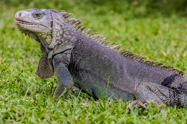 Enfoque superficial de una iguana sobre fondo borroso de hierba