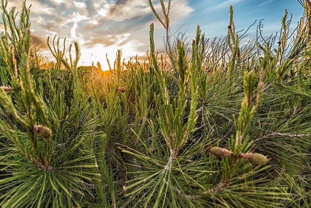 Engelssonnenuntergang an einem Sommerabend bei bewölktem Himmel