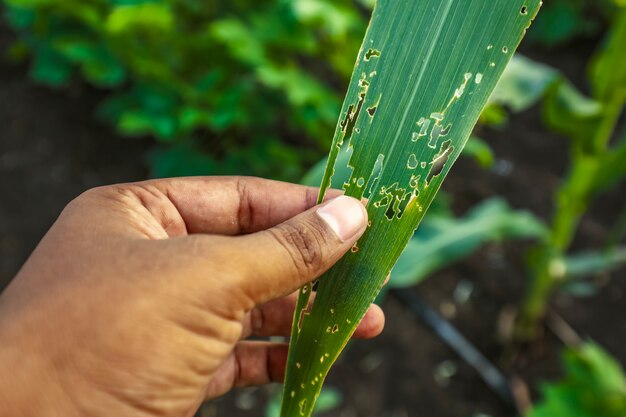 Engenheiro agrônomo examinando folhas de milho danificadas, folhas de milho atacadas por vermes no campo de milho.