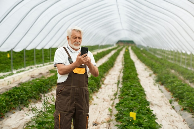 Engenheiro agrônomo sênior de uniforme usando smartphone moderno em pé na plantação de morango. tecnologia moderna para cultivo de plantas.