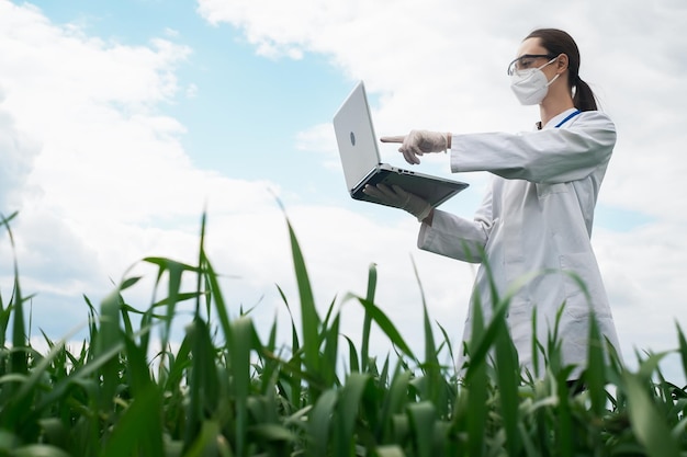 Engenheiro agrônomo usando tablet e tecnologia no campo de milho agrícola O agricultor caminha