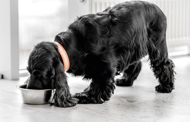 Foto englisch cocker spaniel hund trinkwasser aus schüssel auf zimmerboden zu hause