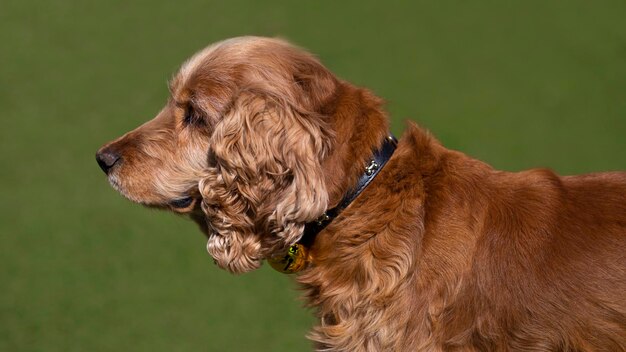 Englisch Cocker Spaniel