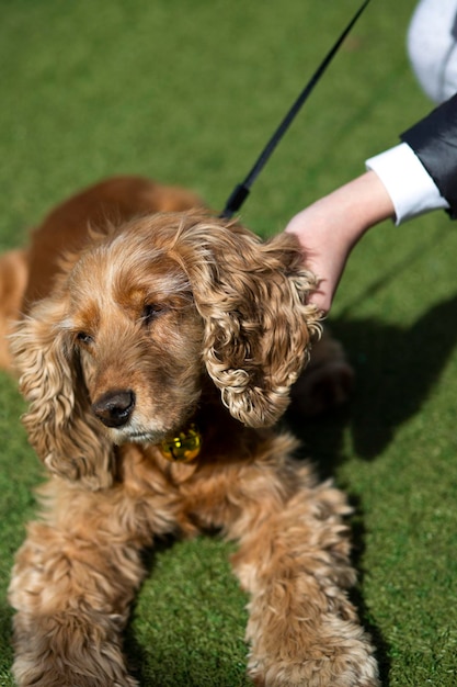 Englisch Cocker Spaniel