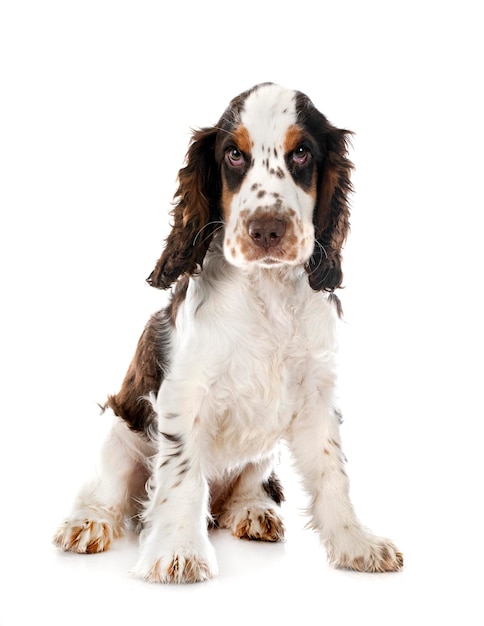 Englisch Cocker Spaniel