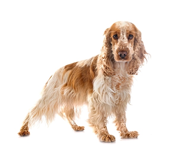 Englisch Cocker Spaniel