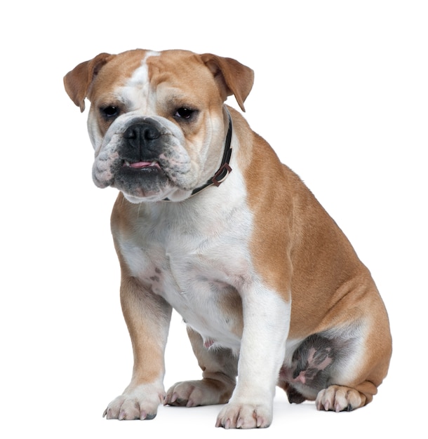 Englische Bulldogge, 18 Monate alt, sitzt vor weißer Wand