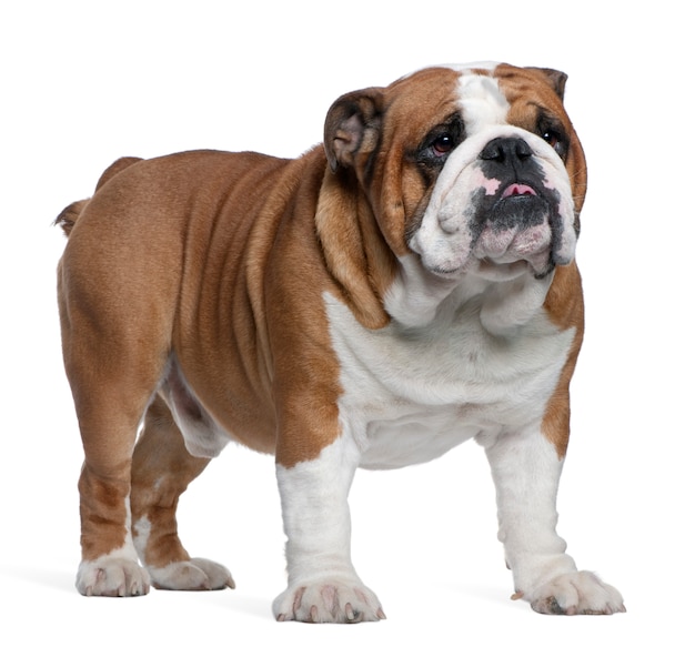 Englische Bulldogge, 2 Jahre alt, vor weißer Wand stehend