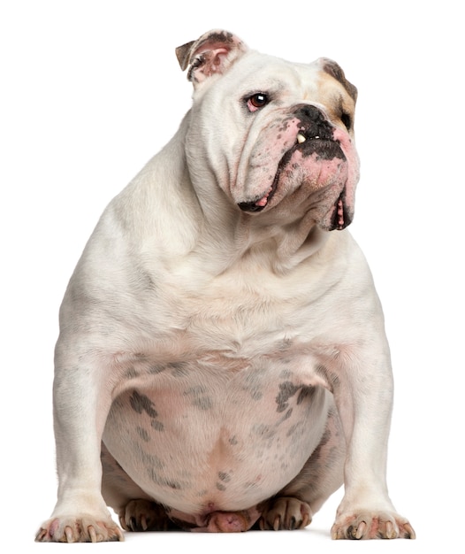 Englische Bulldogge, 6 Jahre alt, sitzend