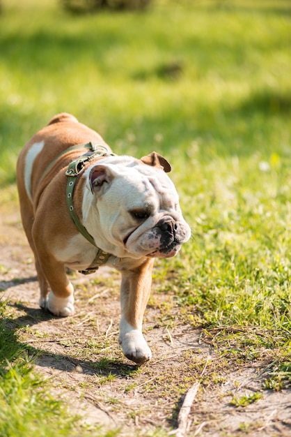 Englische Bulldogge auf grünem Gras