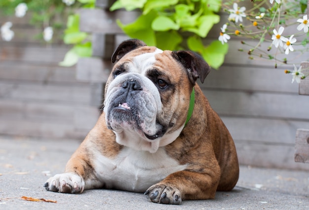 Englische Bulldogge im Park