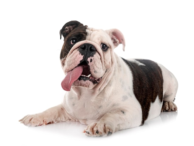 Englische Bulldogge im Studio