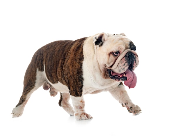 Englische Bulldogge im Studio