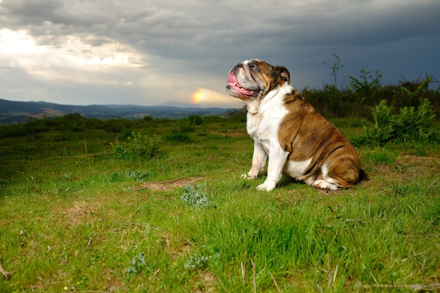 Englische Bulldogge sitzt auf dem Feld