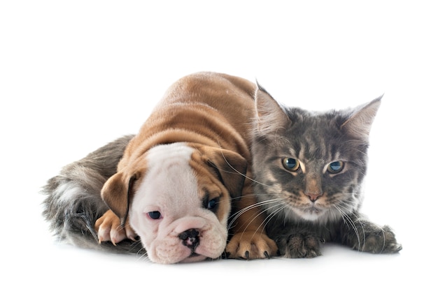 Englische Bulldogge und Katze des Welpen vor weißem Hintergrund