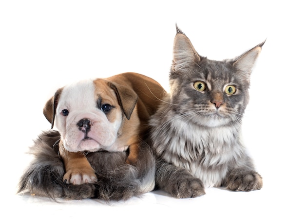 Englische Bulldogge und Katze des Welpen