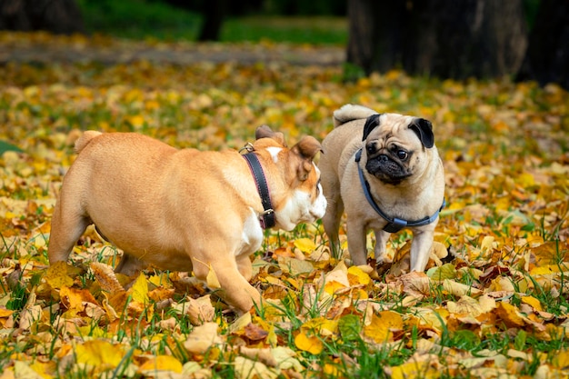 Englische Bulldogge und Mops spielen auf der Herbstwiese...