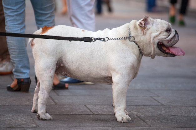 Englische Bulldogge