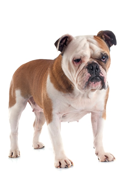 englische Bulldogge