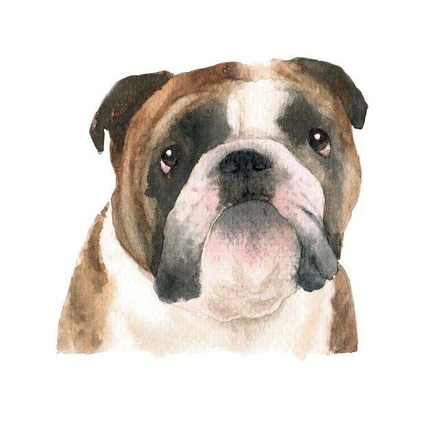 Englische Bulldoggenhundeaquarellillustration