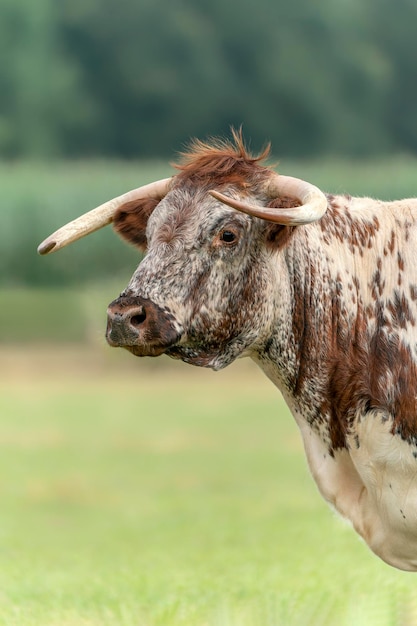 Englische Longhorn-Kuh (Bos primigenius).