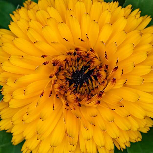 Englische Ringelblumen im Garten