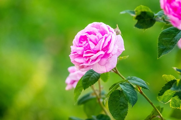 Englische Rose Austin auf einem Busch auf einem verschwommenen Hintergrund