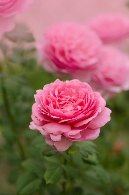 Englische Rose im Garten Englische rosa Rose Prinzessin Alexandra von Kent im Sommergarten