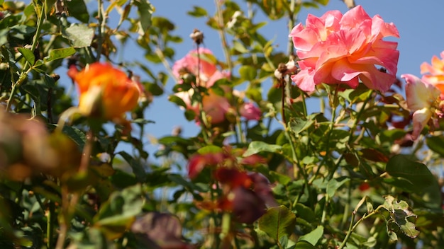 Englische Rosen im Rosariumgarten. Blumen blühen. Nahaufnahme des Rosenkranzblumenbeets.