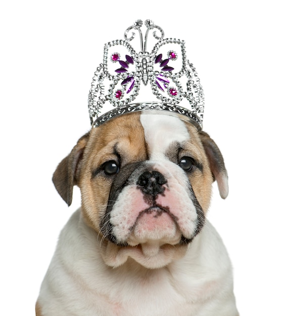 Englischer Bulldoggenwelpe, der ein Diadem vor der weißen Wand trägt