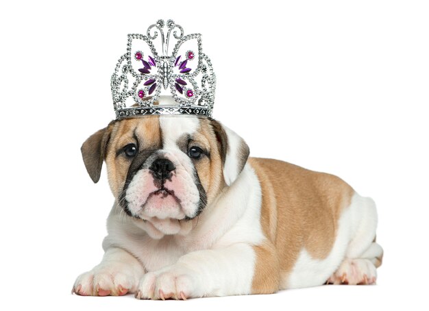 Englischer Bulldoggenwelpe, der ein Diadem vor der weißen Wand trägt