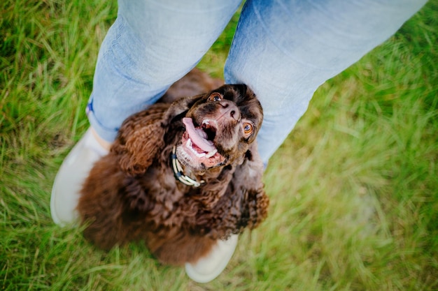 Englischer Cocker Spaniel-Hund mit Besitzer im Freien