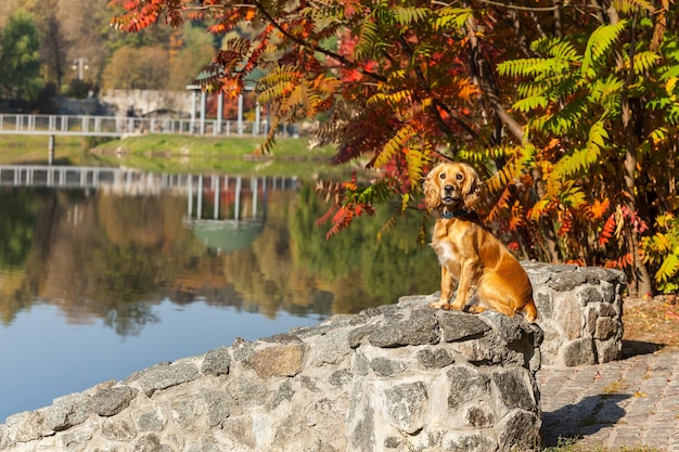 Englischer Cocker Spaniel im Park