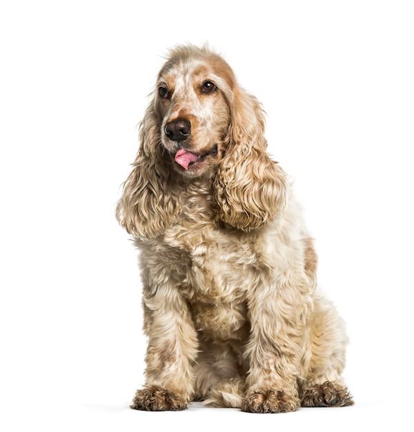 Englischer Cocker Spaniel sitzt vor weißem Hintergrund