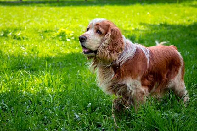 Englischer Cocker Spaniel spielt auf einer Lichtung Nahaufnahme