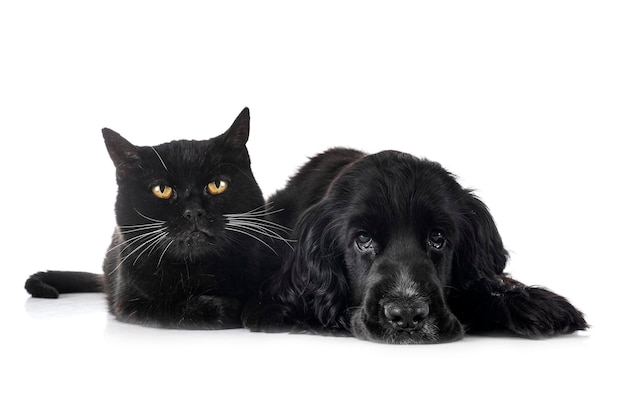 Englischer Cocker Spaniel und Katze