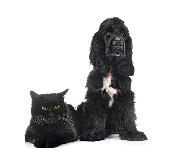 Englischer Cocker Spaniel und Katze