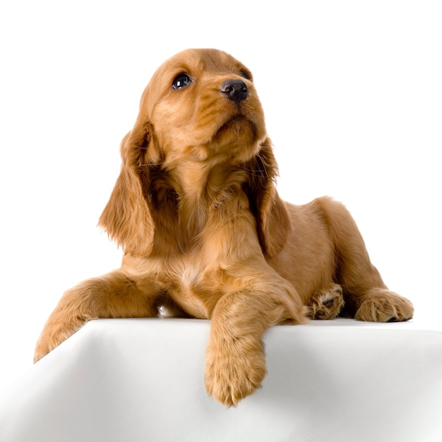 Englischer Cocker Spaniel Welpe