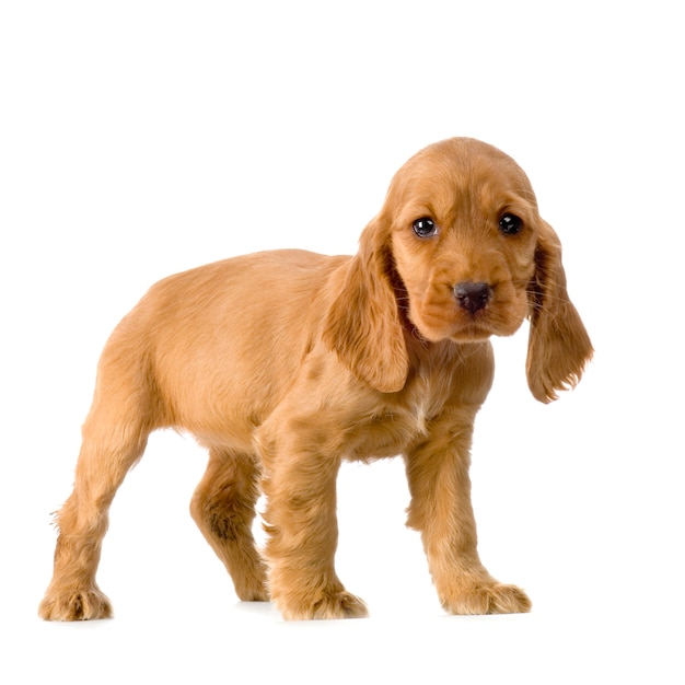 Englischer Cocker Spaniel Welpe