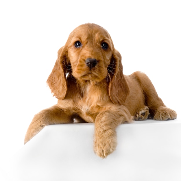 Foto englischer cocker spaniel welpe